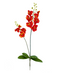 R206004-1 VARA ORQUIDEA X2 C/RAIZ