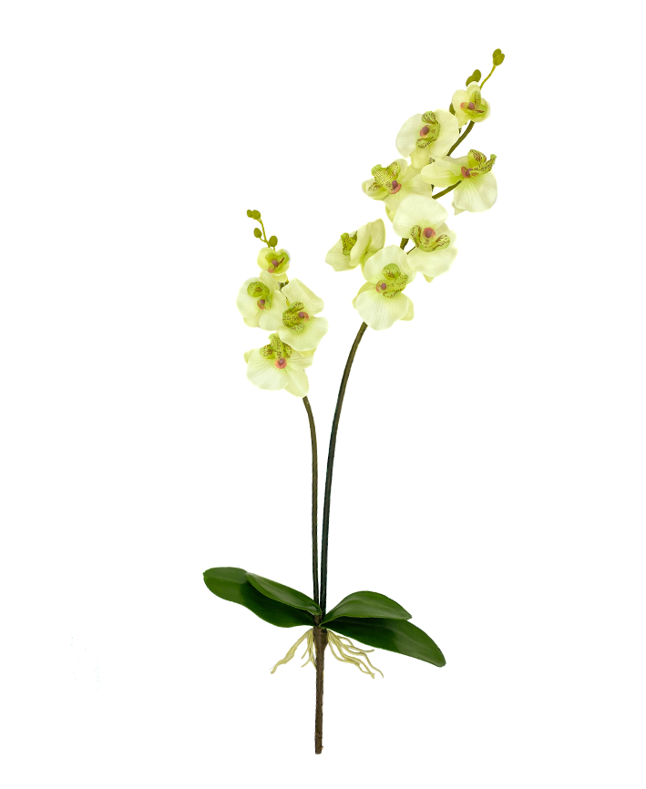 R206004-1 VARA ORQUIDEA X2 C/RAIZ