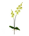 R206004-1 VARA ORQUIDEA X2 C/RAIZ