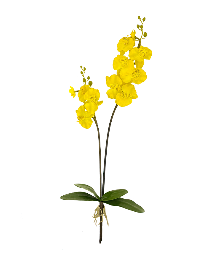 R206004-1 VARA ORQUIDEA X2 C/RAIZ