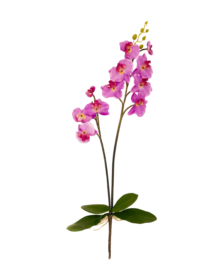 R206004-1 VARA ORQUIDEA X2 C/RAIZ