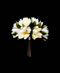 R206102-1 BOUQUET LOTO X6 CREMA