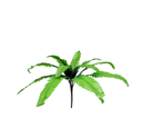 R217002 FOLLAJE HELECHO 47 CMS