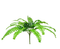 R217003 FOLLAJE HELECHO 53 CMS