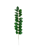 R224006 FOLLAJE HOJA ZAMIIFOLIA 50 CM