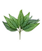 R224104 FOLLAJE CALATHEA X6 33 CM