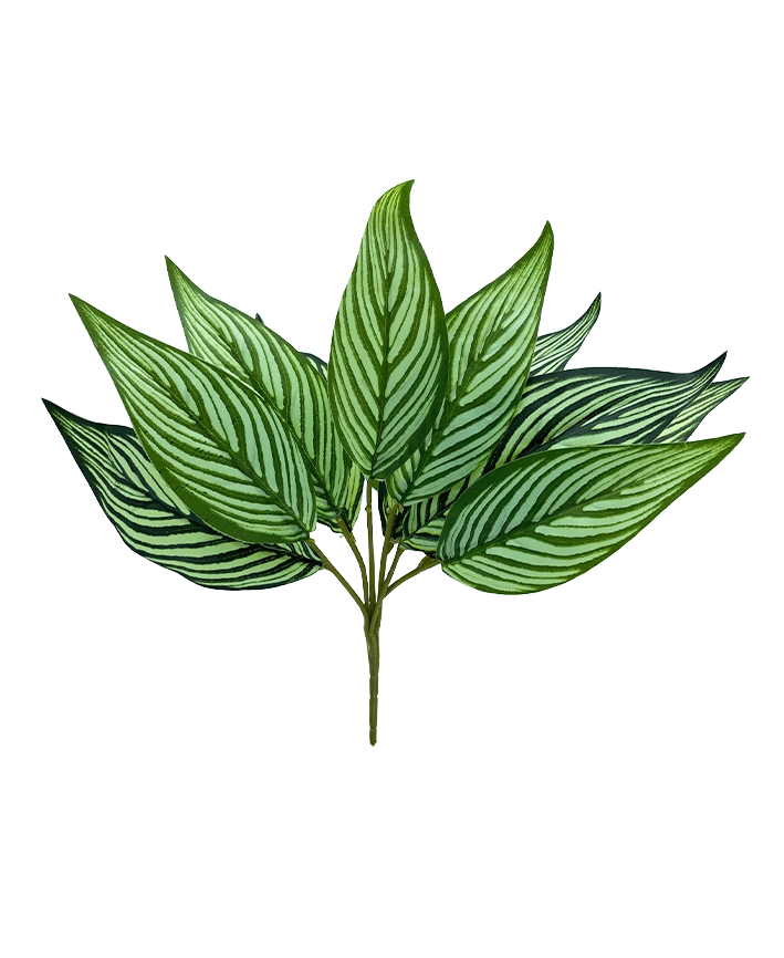 R224104 FOLLAJE CALATHEA X6 33 CM