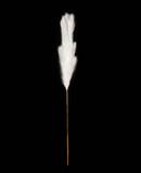 R226001 FOLLAJE COLA DE ZORRO 100 CM