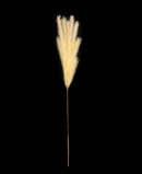 R226001 FOLLAJE COLA DE ZORRO 100 CM